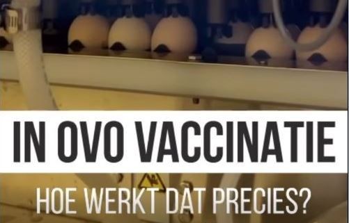 In ovo vaccinatie - hoe werkt dat precies?